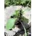 Gynura procumbens